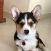 wally_corgi15