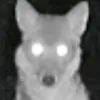 canislatrans