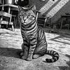 jeryy1907