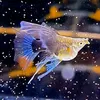 TTN_Guppy