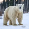 cungbear00dian