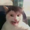gatosabroso6