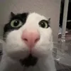 sillyman621