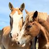 Golden Hooves Haven
