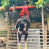 JAYA_FRAM🐓🐓