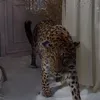 alanbahadinnnnnn