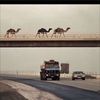 majed52274