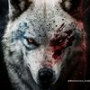 the.wolf278