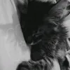 userpjawz