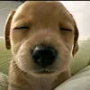xinhgaikhloithoat0