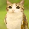 hello_world_245