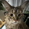 cat_stars_master