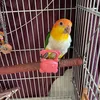 supercuteparrot111