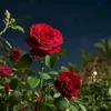 user92250781031406