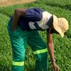 agronomist.blessi