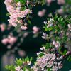kanghadrom_