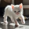 Fostering Through Chaos
