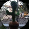 cactoverdedodeserto