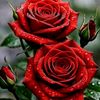 omr.zeen6