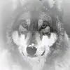 wolf_0924