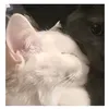 xyxy_viii