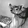 nnbohdil