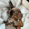 dachshund.ivy
