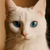 kawtaruser5