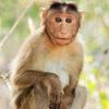 monkey_monkey657