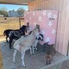 cinnamonridge_sa