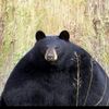 couner_the_bear