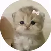 t1ari_sks