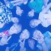__the__stay__diva