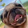 didithepug