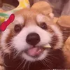 yang0_07