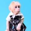 baby.monkey.mynu