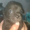 elpeluche6755