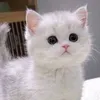 fanniki7