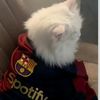 probably_barsha8