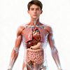 The human body