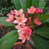 radha.ray431