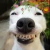 robacobreeyt