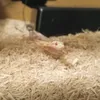 kingquail1