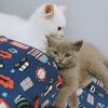 yuki_and_sydney