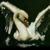 swan45545