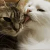 bagira_meoww