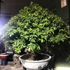 maivangkimxuyen