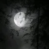 moon_shadow_bot