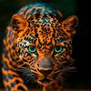bilal.gujjar335