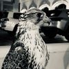 🦅❣︎